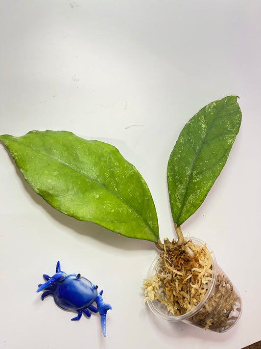 Hoya bahoi - Unrooted