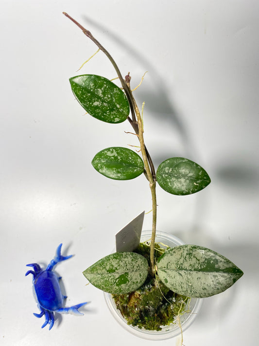 Hoya carnosa Wilbur graves (Russia)- active growth