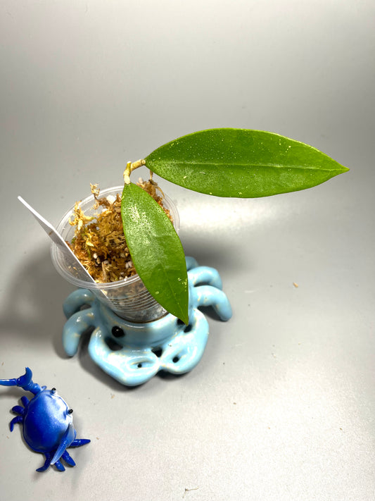 Hoya sp NR01 - unrooted