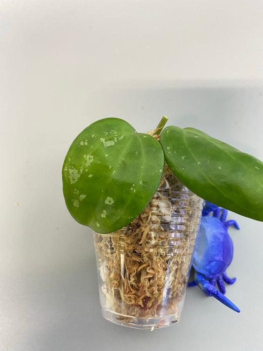 hoya macrophylla snow queen - Unrooted cutting