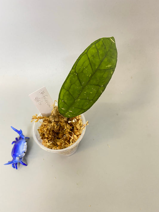 Hoya finlaysonii snow splash - unrooted