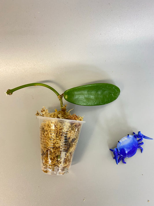 Hoya meliflua - Unrooted