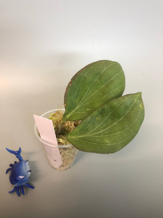 Hoya Hellwigiana - has some roots