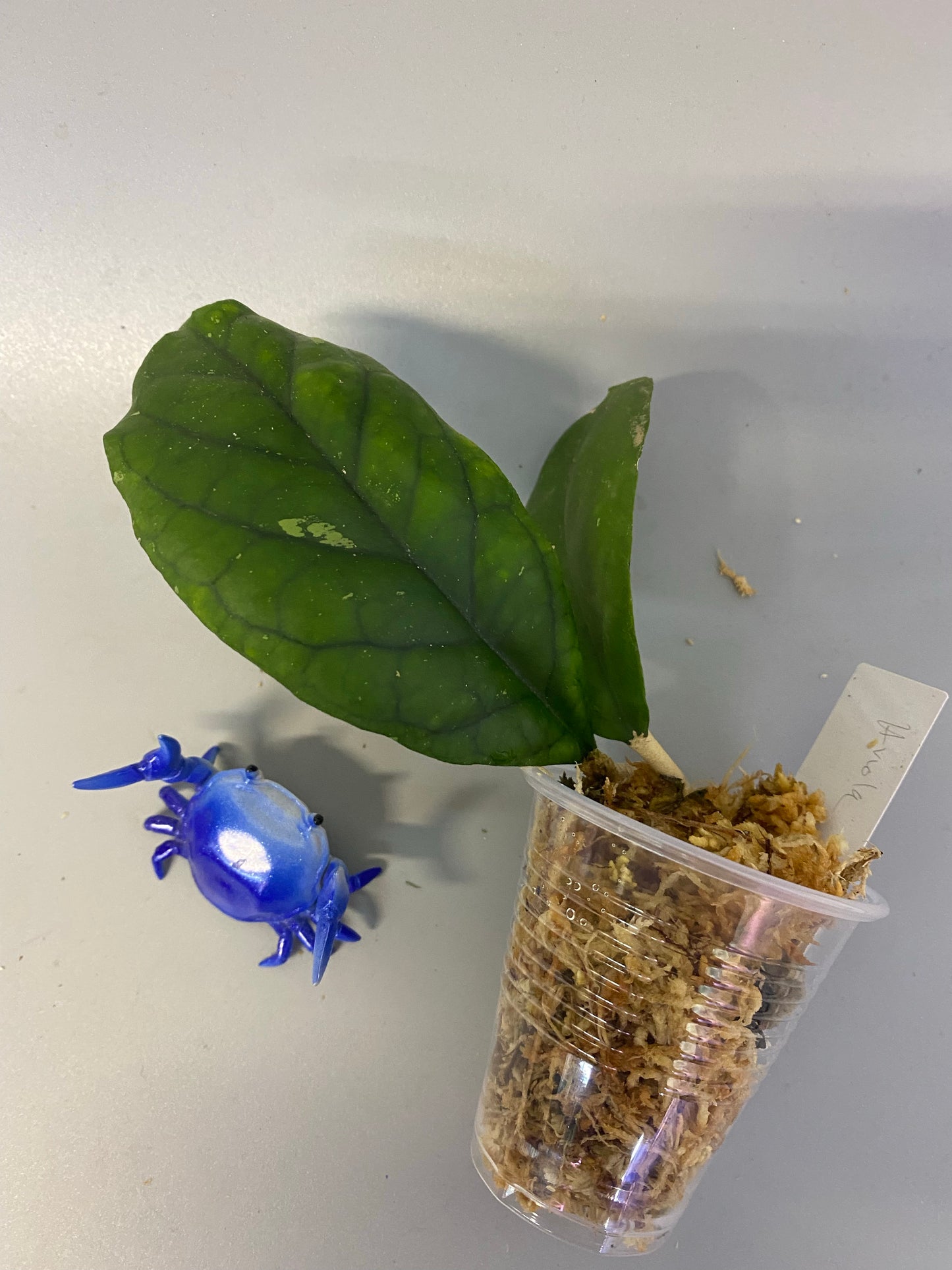 Hoya viola (deykeae x vitellina) - has some roots