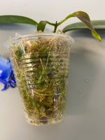 Hoya naumanii (australis x subcalva) with 2 growth points