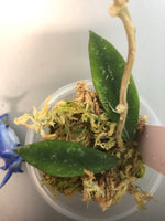 Hoya phuwuaensis