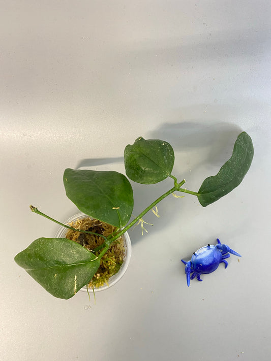 Hoya chewiorum - rooted