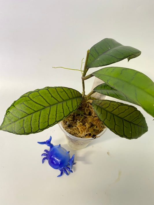 Hoya sp gunung gading - active growth