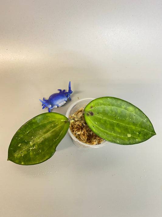 Hoya Hanhiae pink - unrooted