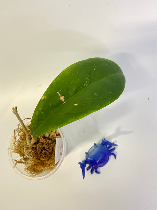 Hoya epc 1016 hybrid (incrassata x acuta) - unrooted