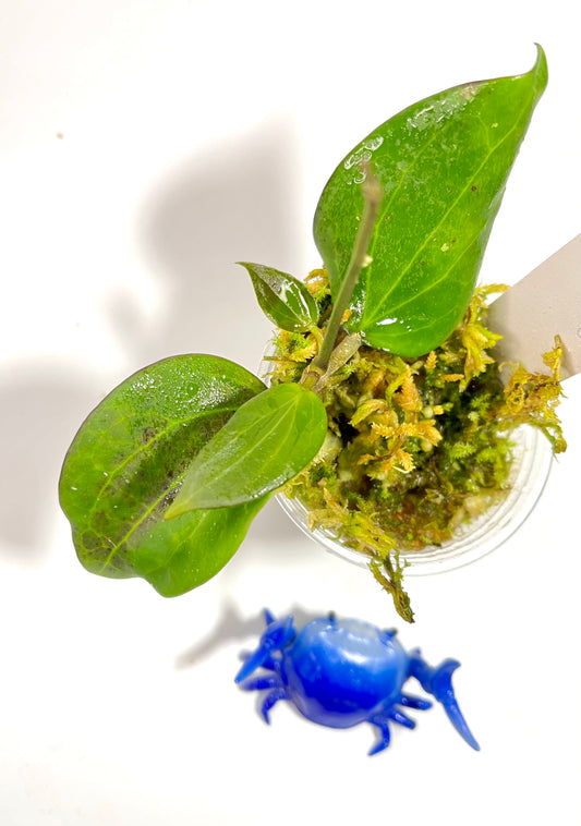 Hoya sp UT-218 - active growth