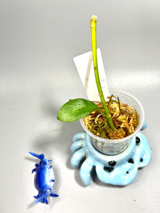 Hoya bicknellii - has some roots