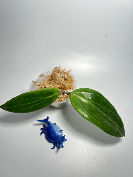 Hoya soligamiana - Unrooted