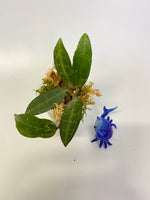 Hoya elliptica small leaf - active growth