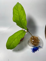 Hoya meredithii - unrooted