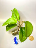 Hoya surigaoensis - active growth