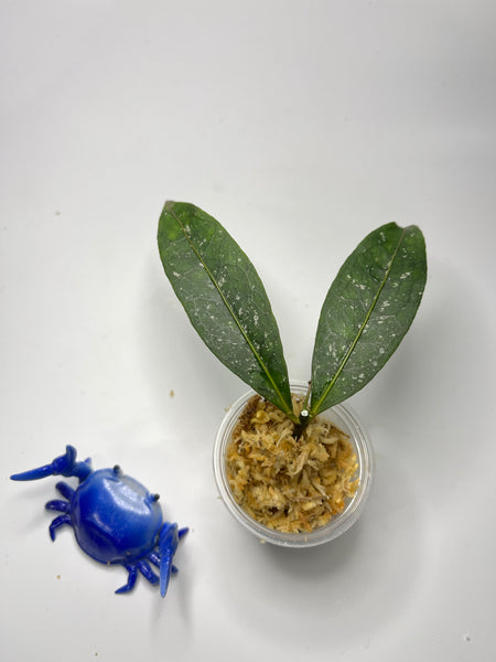 Hoya amicabilis - fresh cut - 1 node - unrooted