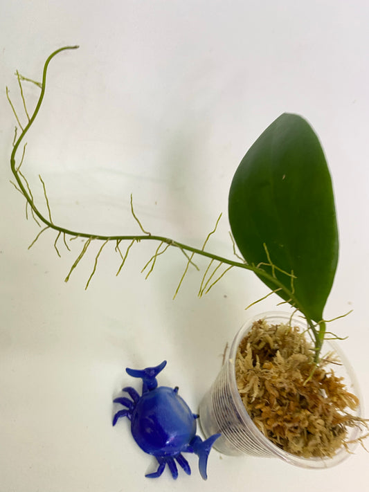 Hoya MB 1497 - (erythrina x MB 1141) - starting to root