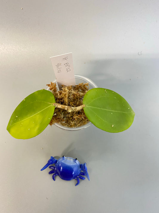 Hoya BP02 -barely starting to root