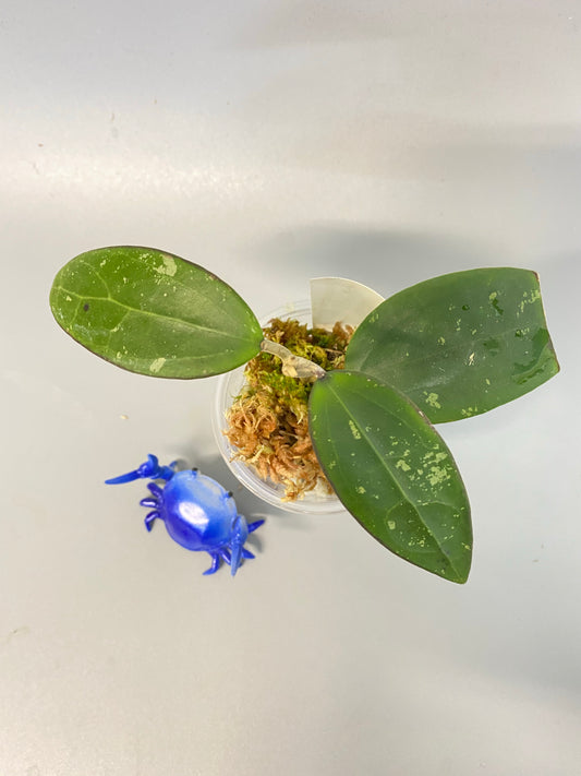 Hoya EPC 301 black leaf - has some roots