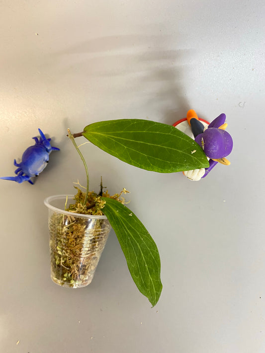 Hoya benguetensis - just starting to root