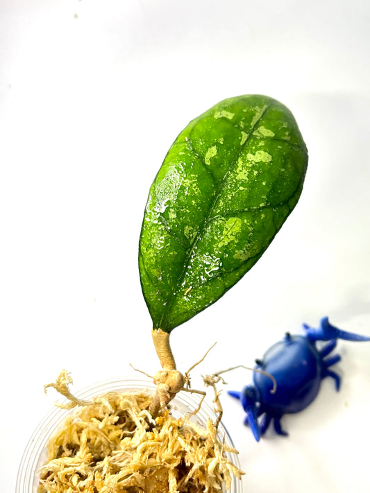 Hoya finlaysonii snow splash - unrooted