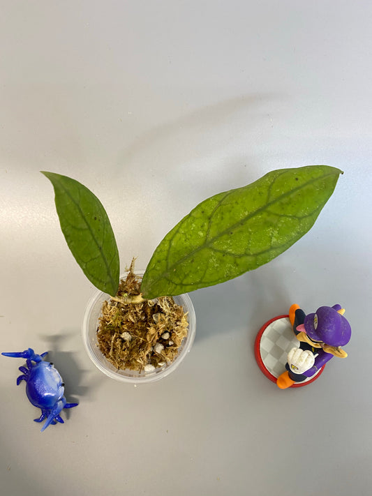 Hoya perak teddy bear / peninsularis - Unrooted