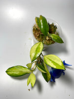 Hoya walliniana variegated - active growth