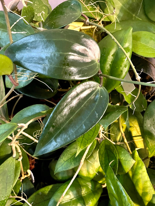 Hoya polystachya - fresh cut - 1 node - unrooted