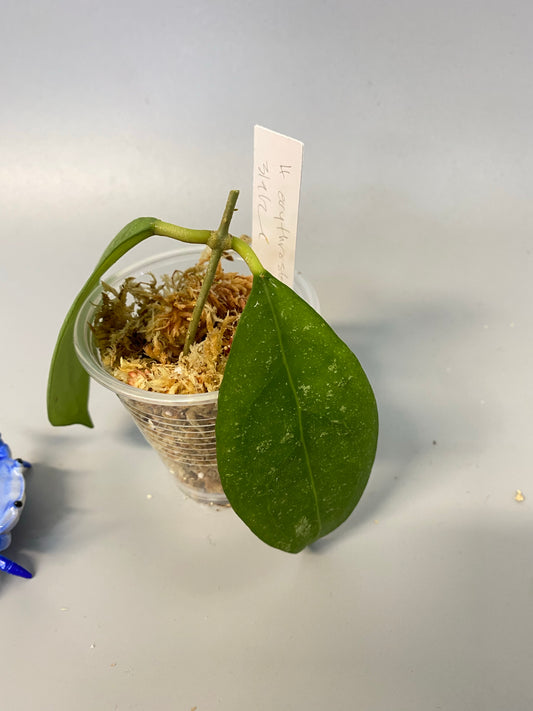 Hoya erythrostemma - pink corona - unrooted