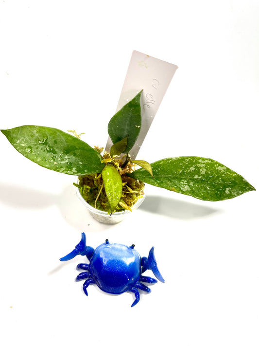 Hoya cv elle - has roots