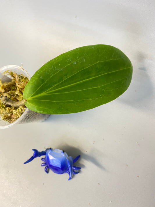 Hoya benguetensis - just starting to root