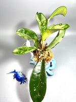 Hoya AH-074 silver clone- starting to root