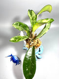 Hoya AH-074 silver clone- starting to root