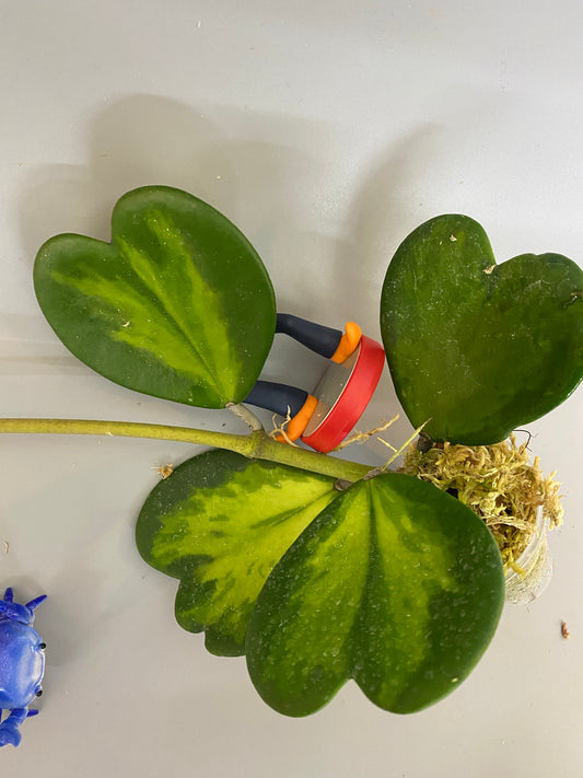 Hoya kerrii reverse variegated / inner - has roots