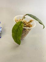 Hoya finlaysonii splash - unrooted