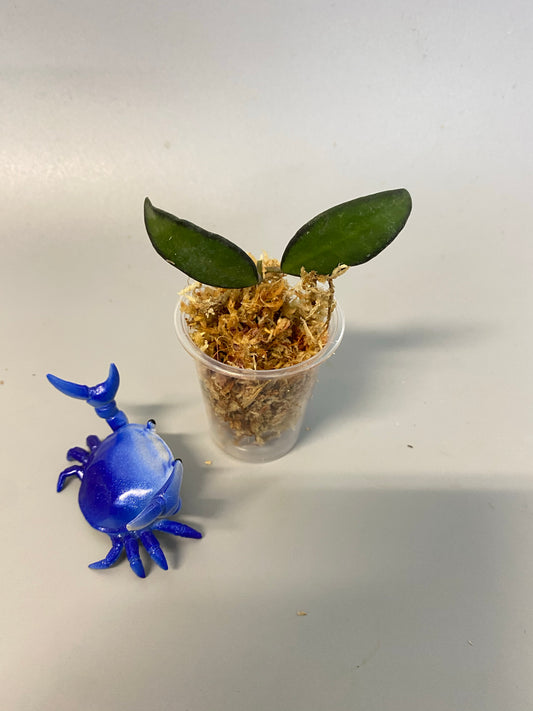 Hoya rosita (wayettii x tsangii) - Unrooted - free addon