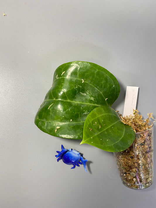 Hoya sulawesi GPS 8867 - has roots