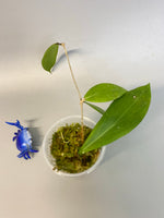 Hoya camphorifolia - starting to root