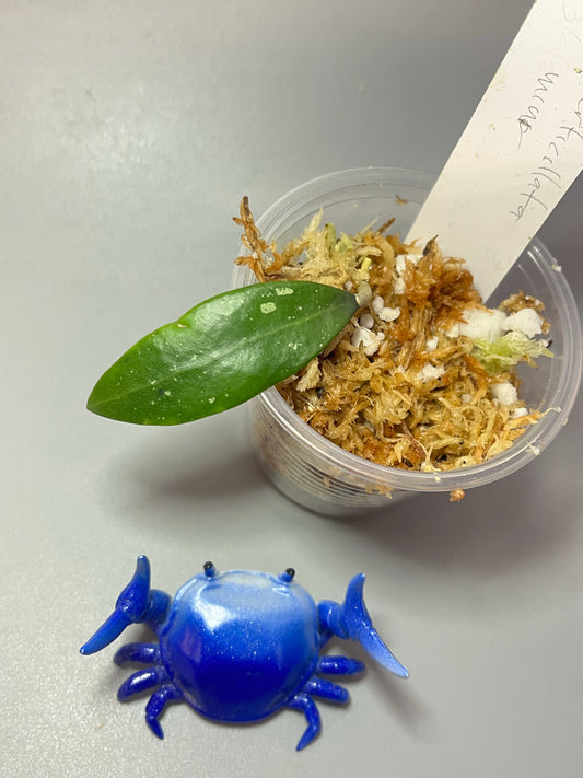 Hoya mini verticillata - Unrooted