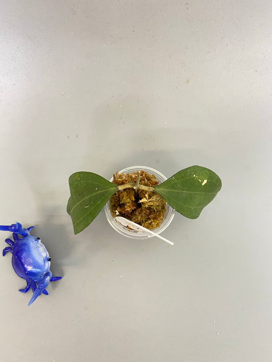 Hoya paulshirleyi - has active growth