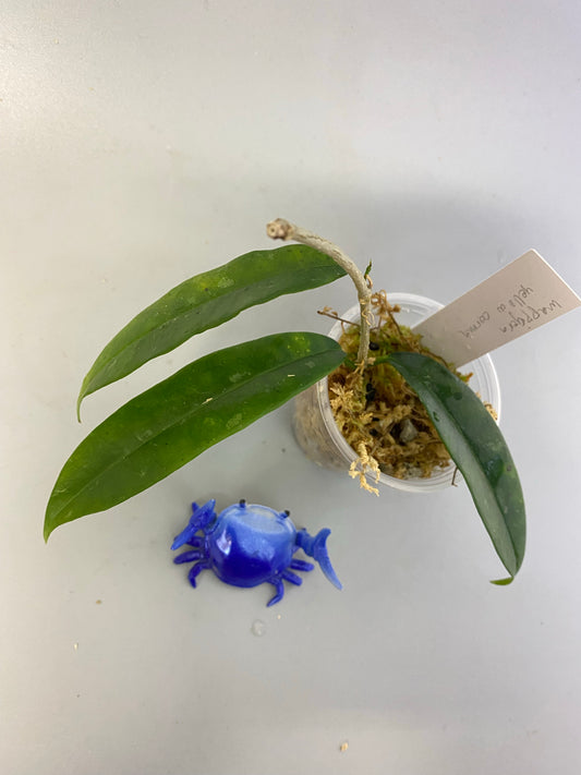 Hoya mappigera yellow corona - starting to root