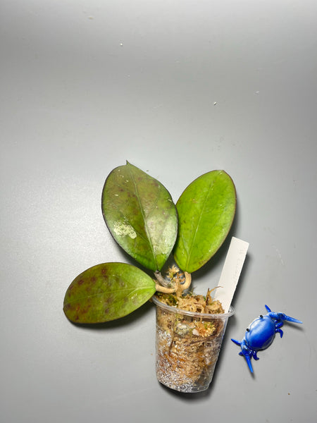 Hoya luckii - new hybrid - vitellina pink x unknown - sunstressed starting to root