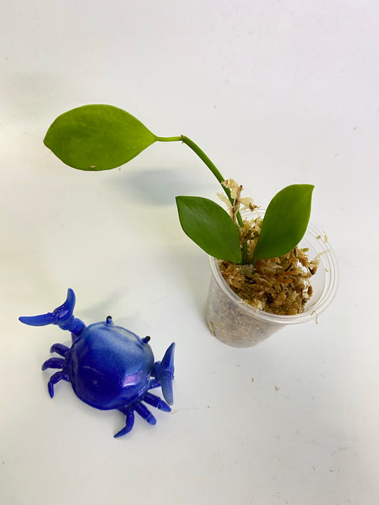 Reserved for Jessie - Hoya collina - unrooted