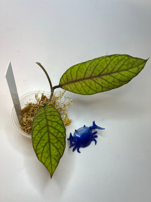 Hoya sabah - Unrooted