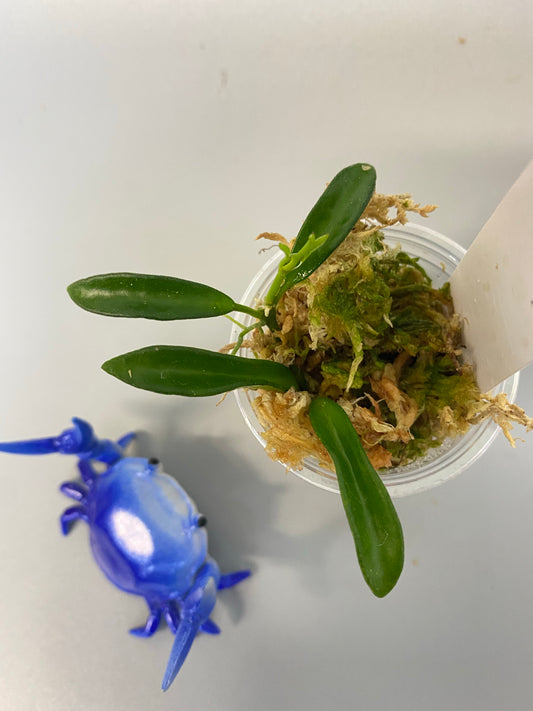 Hoya EPC 319 / PG04 / mini wayettii - active growth