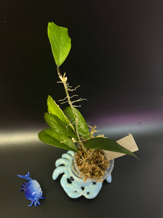 Hoya epc 1016 hybrid (incrassata x acuta) - unrooted