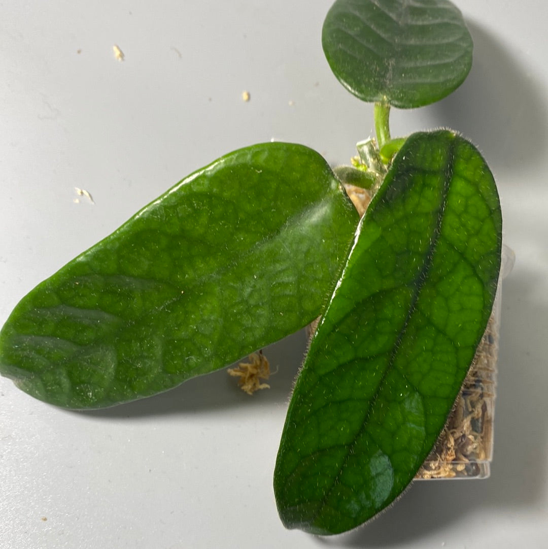 Hoya globulosa - Unrooted