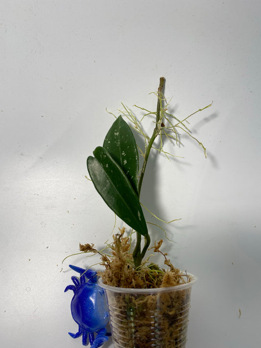 Hoya AH-074 reverted - just starting to root