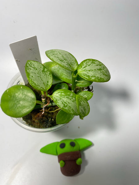 Hoya biakensis splash - active growth